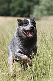BOUVIER AUSTRALIEN 129